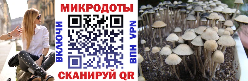 закладки  Перевоз  Псилоцибиновые грибы MAGIC MUSHROOMS 